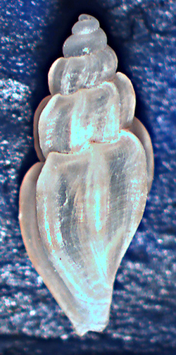 Mangelia da identificare